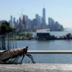 A spotted lanternfly walks across a table at Pier 57 in front of the skyline of lower Manhattan and One World Trade Center on September 18, 2025, in New York City.