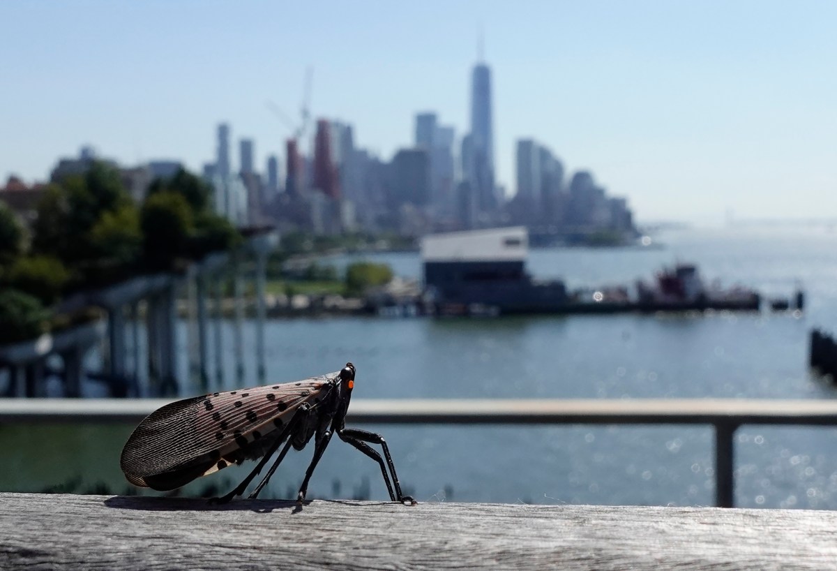 A spotted lanternfly walks across a table at Pier 57 in front of the skyline of lower Manhattan and One World Trade Center on September 18, 2025, in New York City.