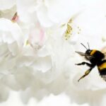 As melhores plantas ao ar livre para manter mosquitos e pragas longe