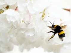 As melhores plantas ao ar livre para manter mosquitos e pragas longe As melhores plantas ao ar livre para manter mosquitos e pragas longe