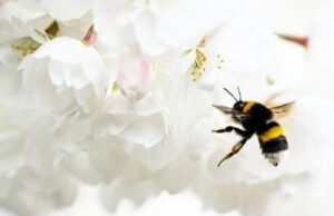 As melhores plantas ao ar livre para manter mosquitos e pragas longe As melhores plantas ao ar livre para manter mosquitos e pragas longe