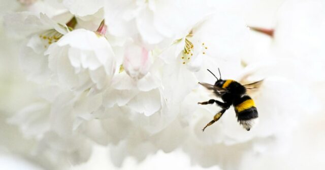 As melhores plantas ao ar livre para manter mosquitos e As melhores plantas ao ar livre para manter mosquitos e pragas longe