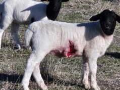 Ataques ‘brutais’ de cordeiros deixam os produtores de ovelhas do Grande Sul perdidos Ataques 'brutais' de cordeiros deixam os produtores de ovelhas do Grande Sul perdidos