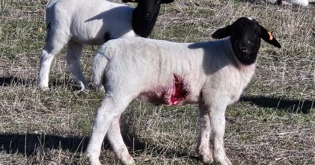 Ataques 'brutais' de cordeiros deixam os produtores de ovelhas do Grande Sul perdidos
