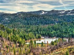 Besta perigosa vista pela primeira vez em 100 anos no Parque Nacional da Sequoia depois de ser exterminada Besta perigosa vista pela primeira vez em 100 anos no Parque Nacional da Sequoia depois de ser exterminada