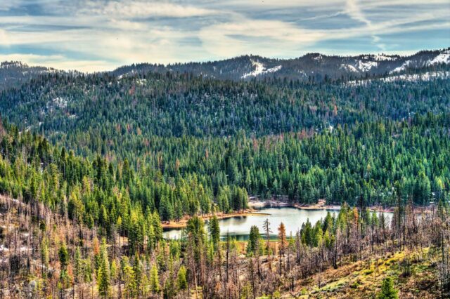 Besta perigosa vista pela primeira vez em 100 anos no Parque Nacional da Sequoia depois de ser exterminada
