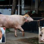 Búfalo albino chamado 'Trump' se torna extremamente viral por seu atraente penteado loiro