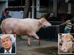 Búfalo albino chamado ‘Trump’ se torna extremamente viral por seu atraente penteado loiro Búfalo albino chamado 'Trump' se torna extremamente viral por seu atraente penteado loiro