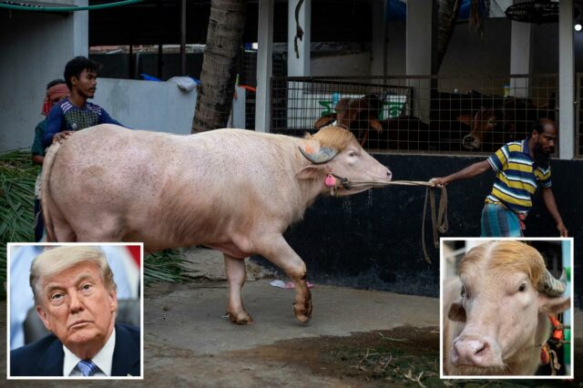 Búfalo albino chamado 'Trump' se torna extremamente viral por seu atraente penteado loiro
