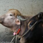 A fera de 750 quilos (foto) tem um distinto topete de cabelo loiro, confundindo os moradores locais que decidiram apelidar a vaca de Donald Trump