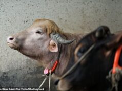 Búfalo que se parece com Donald Trump é poupado da morte porque se parece com Donald Trump A fera de 750 quilos (foto) tem um distinto topete de cabelo loiro, confundindo os moradores locais que decidiram apelidar a vaca de Donald Trump