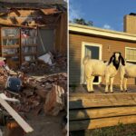 Cabras de estimação salvam família presa após tornado assassino demolir sua casa