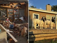 Cabras de estimação salvam família presa após tornado assassino demolir sua casa Cabras de estimação salvam família presa após tornado assassino demolir sua casa