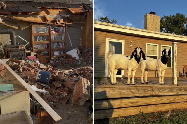 Cabras de estimação salvam família presa após tornado assassino demolir sua casa
