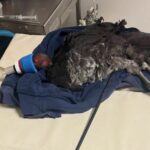 Escovar peru ferido