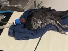 Caça ao arqueiro misterioso após peru empalado por flecha Escovar peru ferido