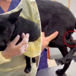 Cachorro que nasce com segundo pênis na perna passa por cirurgia para defeito congênito ultra raro