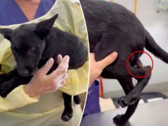 Cachorro que nasce com segundo pênis na perna passa por cirurgia para defeito congênito ultra raro Cachorro que nasce com segundo pênis na perna passa por cirurgia para defeito congênito ultra raro
