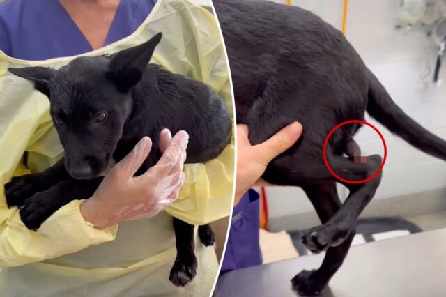 Cachorro que nasce com segundo pênis na perna passa por cirurgia para defeito congênito ultra raro
