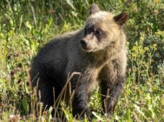 Caminhante é atacado por urso pardo perto de uma trilha popular no país de Kananaskis Ícone de conversão de texto em fala