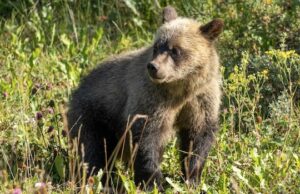 Caminhante é atacado por urso pardo perto de uma trilha popular no país de Kananaskis Ícone de conversão de texto em fala