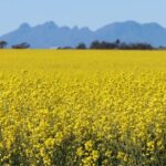Canola volta a ser uma escolha popular entre os produtores, com previsão de plantações recordes