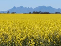 Canola volta a ser uma escolha popular entre os produtores, com previsão de plantações recordes Canola volta a ser uma escolha popular entre os produtores, com previsão de plantações recordes