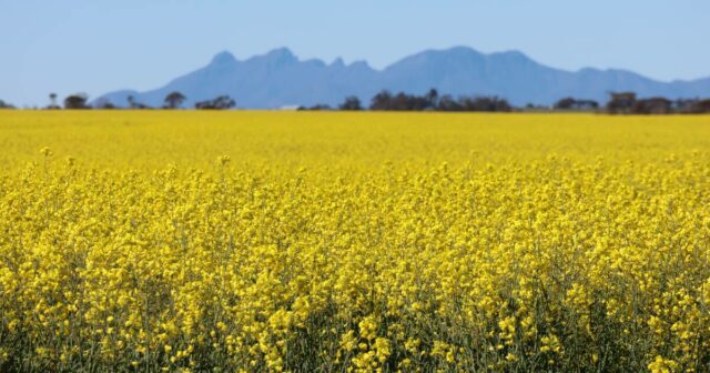 Canola volta a ser uma escolha popular entre os produtores, com previsão de plantações recordes
