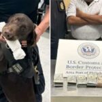 Cão policial do aeroporto fareja e apreende US$ 44 mil em dinheiro – agora, a TSA está alertando os passageiros sobre o porquê