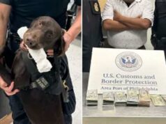 Cão policial do aeroporto fareja e apreende US$ 44 mil em dinheiro – agora, a TSA está alertando os passageiros sobre o porquê Cão policial do aeroporto fareja e apreende US$ 44 mil em dinheiro – agora, a TSA está alertando os passageiros sobre o porquê