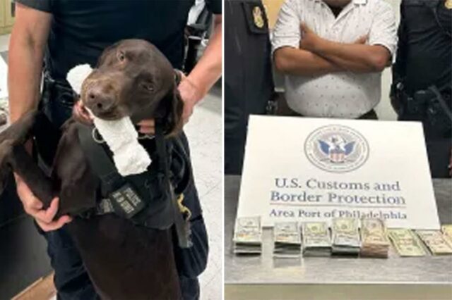 Cão policial do aeroporto fareja e apreende US$ 44 mil em dinheiro – agora, a TSA está alertando os passageiros sobre o porquê
