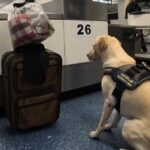 Cão traficante fica ao lado de mala no aeroporto de Sydney, gerando grande descoberta