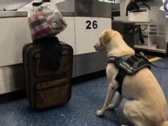 Cão traficante fica ao lado de mala no aeroporto de Sydney, gerando grande descoberta Cão traficante fica ao lado de mala no aeroporto de Sydney, gerando grande descoberta