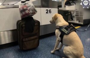 Cão traficante fica ao lado de mala no aeroporto de Sydney, gerando grande descoberta Cão traficante fica ao lado de mala no aeroporto de Sydney, gerando grande descoberta