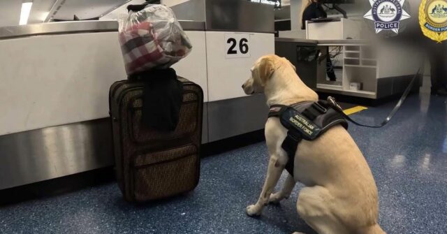 Cão traficante fica ao lado de mala no aeroporto de Sydney, gerando grande descoberta