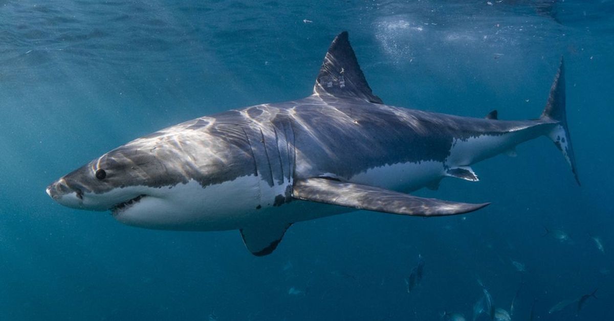 Close up do grande tubarão branco passando mostrando os dentes. Fotografado no sul da Austrália durante um mergulho em gaiola.