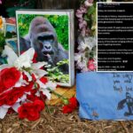 Casa Branca comemora 'verdadeiro patriota' Harambe no que teria sido o 27º aniversário do gorila em postagem bizarra: 'Descanse'