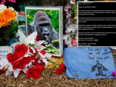Casa Branca comemora ‘verdadeiro patriota’ Harambe no que teria sido o 27º aniversário do gorila em postagem bizarra: ‘Descanse’ Casa Branca comemora 'verdadeiro patriota' Harambe no que teria sido o 27º aniversário do gorila em postagem bizarra: 'Descanse'