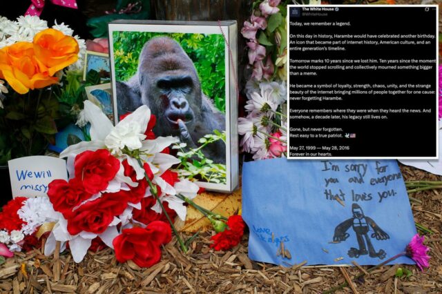 Casa Branca comemora 'verdadeiro patriota' Harambe no que teria sido Casa Branca comemora 'verdadeiro patriota' Harambe no que teria sido o 27º aniversário do gorila em postagem bizarra: 'Descanse'