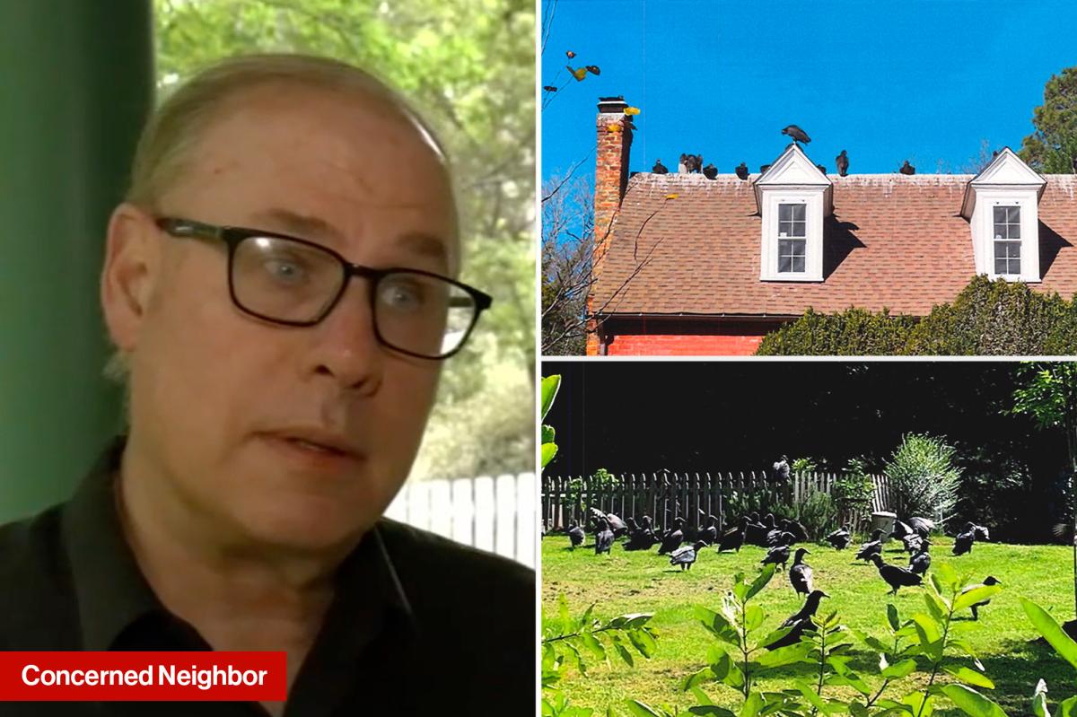 Casal da Carolina do Norte acusado de causar invasão de abutres processado pela cidade furiosa: 'Não são bons vizinhos'