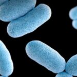 Bactéria Corynebacterium diphtheriae