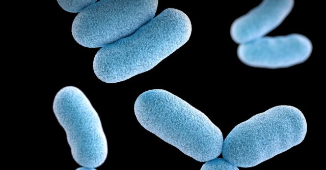 Centenas de australianos infectados com doenças raras e mortais Bactéria Corynebacterium diphtheriae