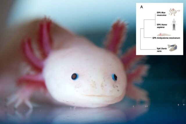 Cientistas encontram o ‘Santo Graal’ de genes que poderiam regenerar Cientistas encontram o ‘Santo Graal’ de genes que poderiam regenerar membros humanos