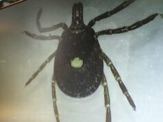 Cientistas estão alertando os canadenses para se prepararem para uma invasão de carrapatos nos EUA este ano Ícone de conversão de texto em fala