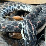 Cobras em extinção devido a doenças mortais, alerta nova pesquisa