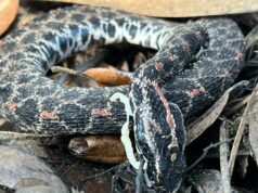 Cobras em extinção devido a doenças mortais, alerta nova pesquisa Cobras em extinção devido a doenças mortais, alerta nova pesquisa
