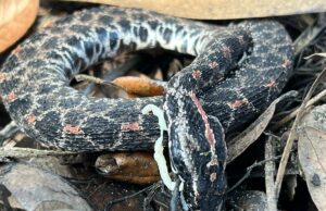 Cobras em extinção devido a doenças mortais, alerta nova pesquisa Cobras em extinção devido a doenças mortais, alerta nova pesquisa
