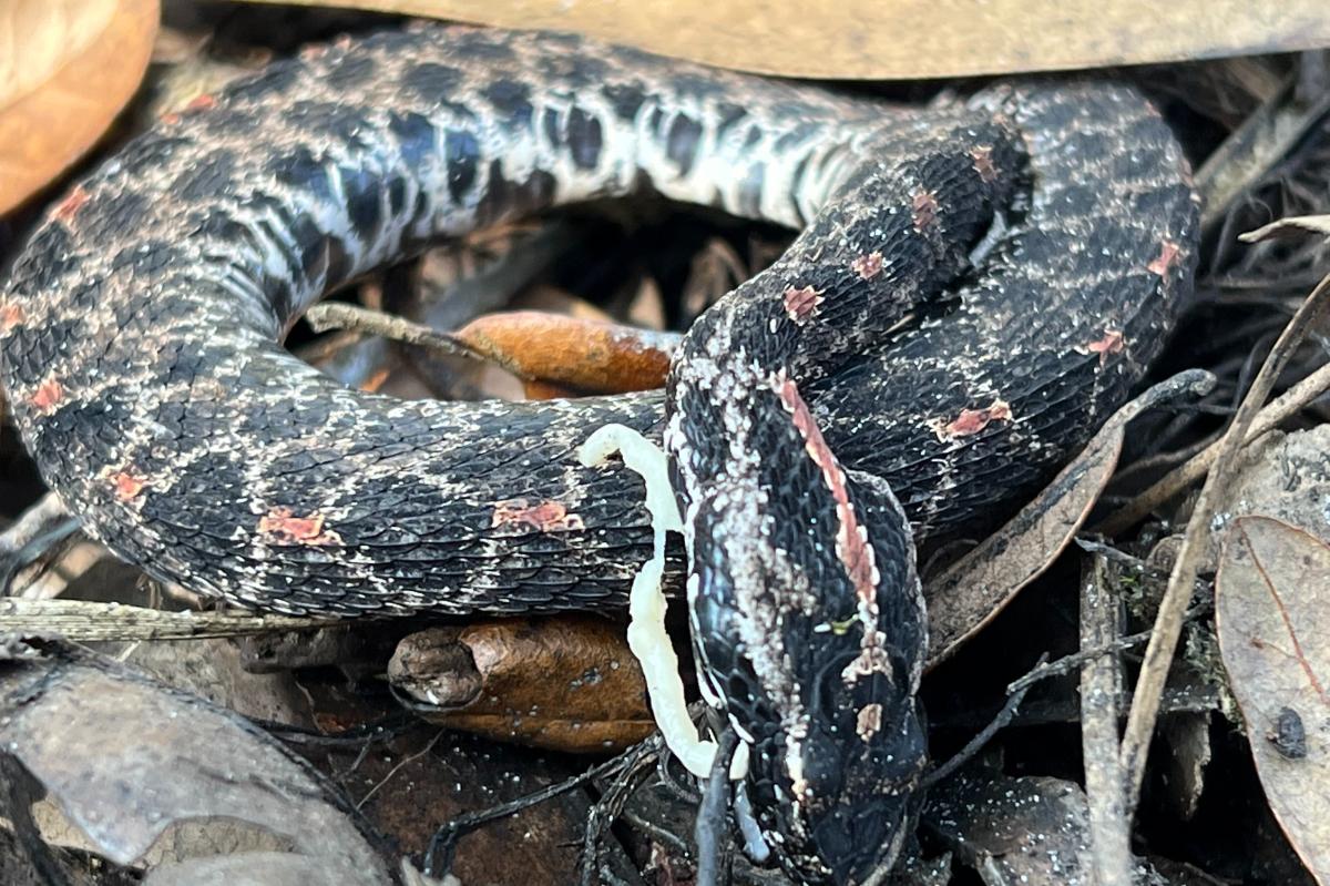 Cobras em extinção devido a doenças mortais, alerta nova pesquisa