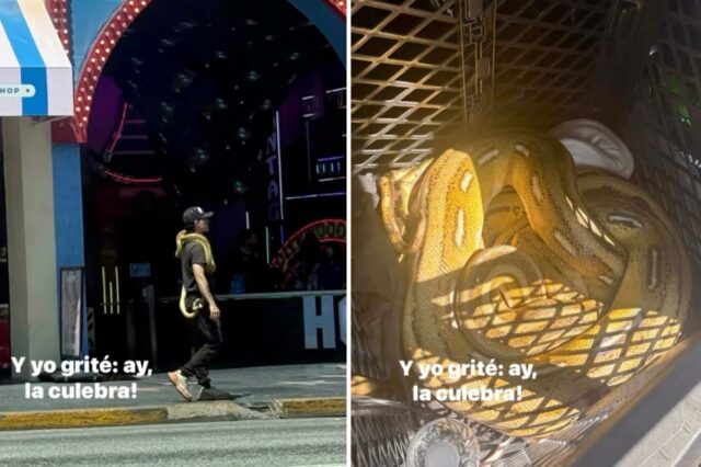 Cobras exóticas surpreendem policiais que perseguem suspeito escorregadio na Calçada Cobras exóticas surpreendem policiais que perseguem suspeito escorregadio na Calçada da Fama de Hollywood