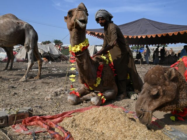 Comerciantes de gado do Eid do Paquistão perdem enquanto a Comerciantes de gado do Eid do Paquistão perdem enquanto a guerra contra o Irã aumenta os preços